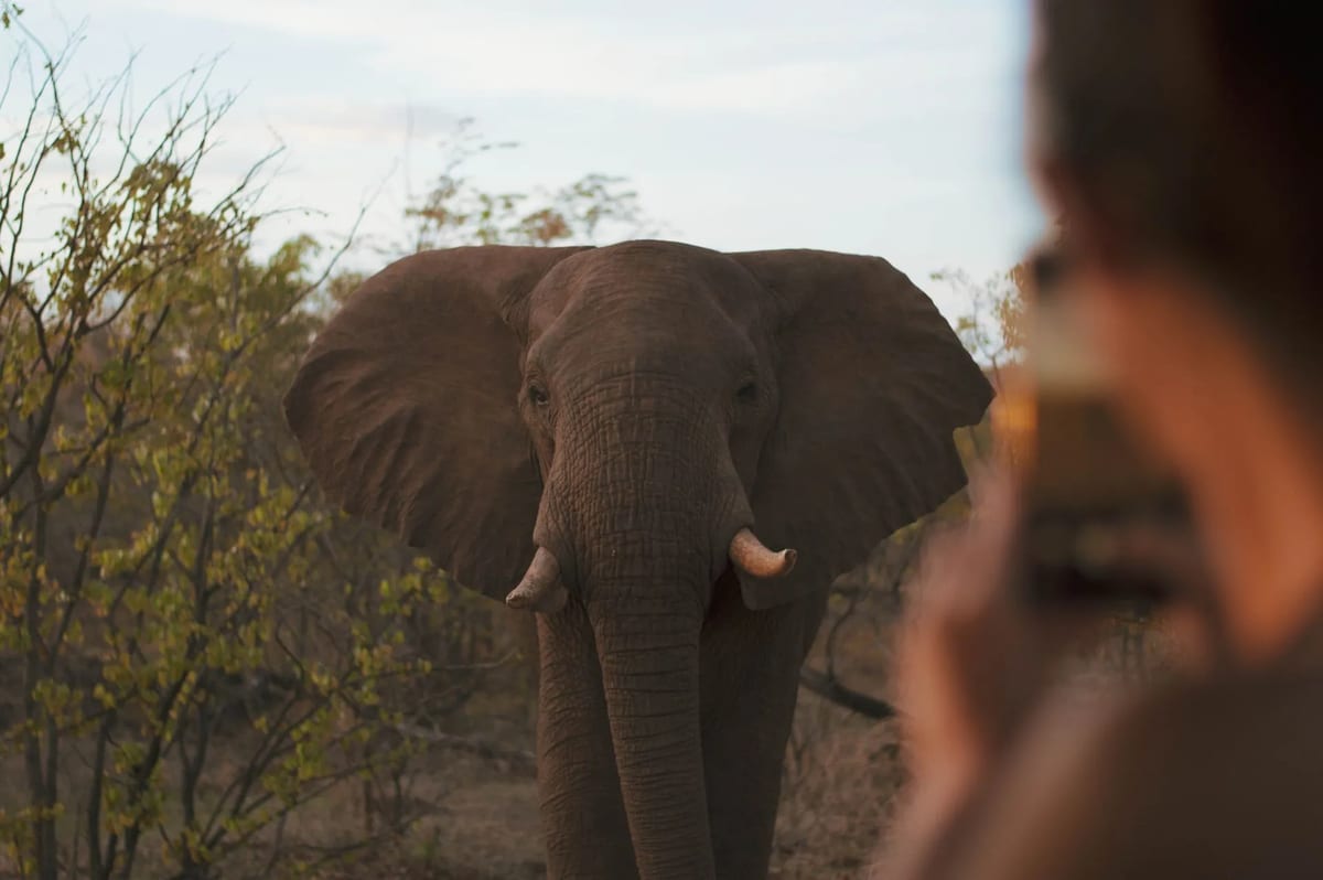 A woman photographing an elephant near Victoria Falls, capturing the majestic animal in its natural habitat.