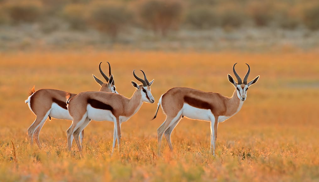 Springbok antelope, South Africa's national animal