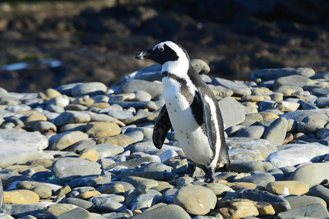 SA-bestplaces-capetown__0002_03