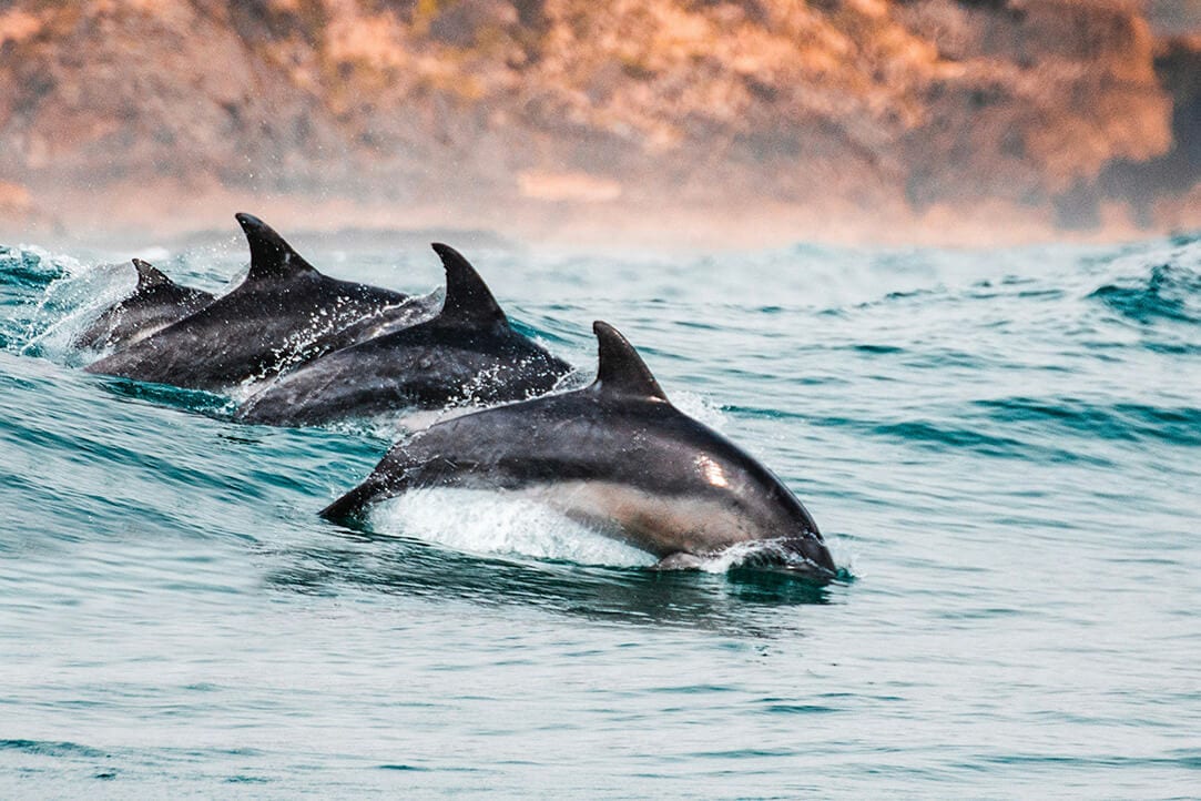 SA-bestplaces-gardenroute__0003_04