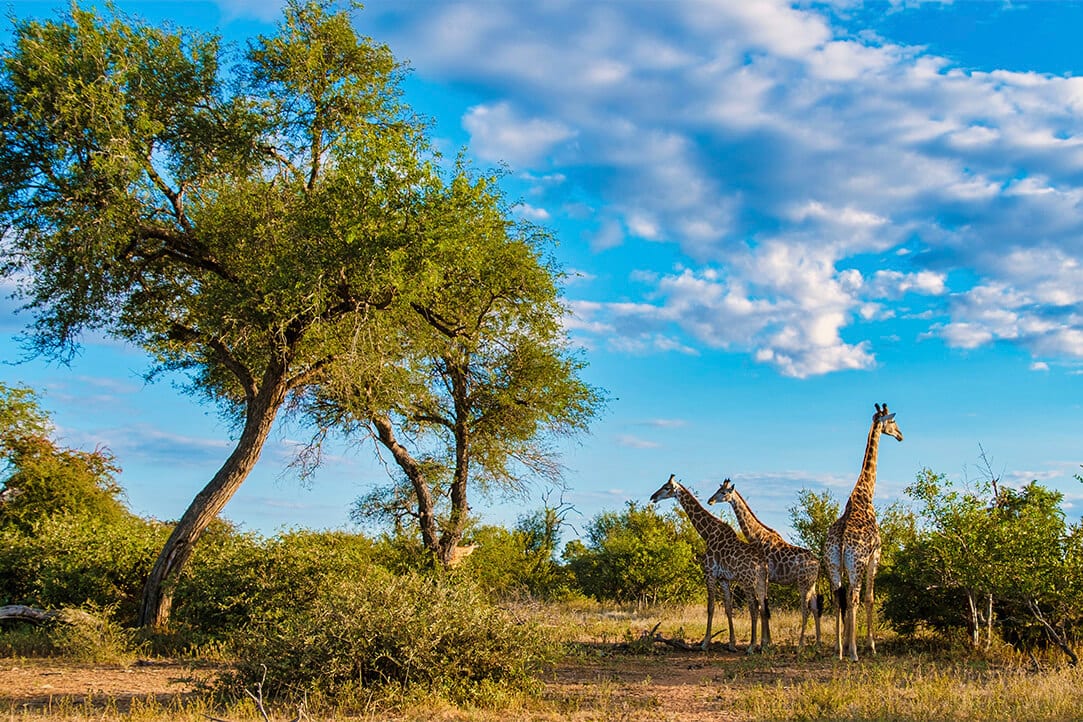 SA-bestplaces-kruger__0000_01