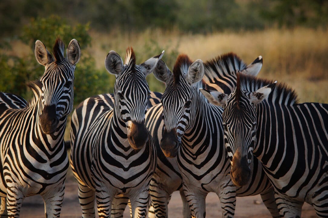 SA-bestplaces-kruger__0003_04