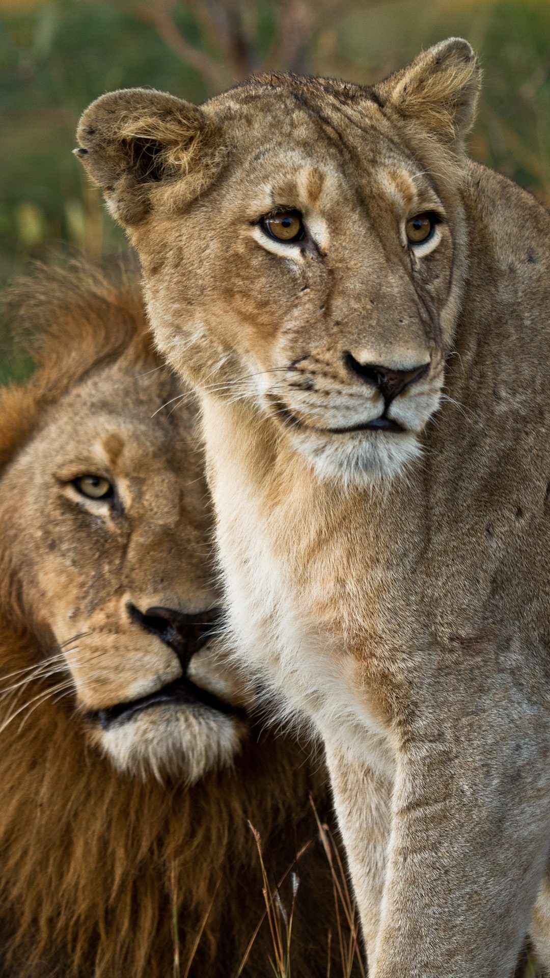 Epic South Africa safari experience