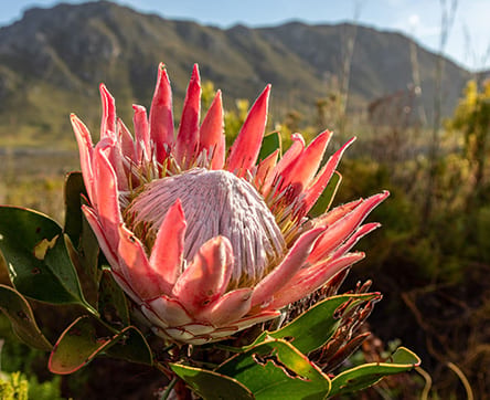 King Protea flower, South Africa's national flower
