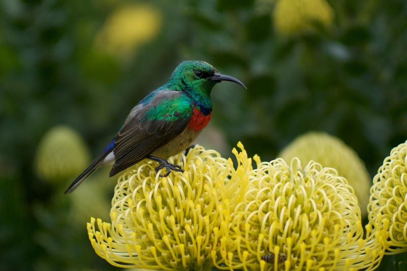 SouthAfrica-header-img__0000_01
