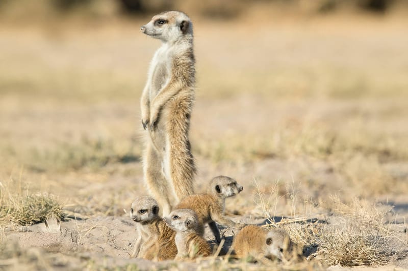 SouthAfrica-header-img__0007_08