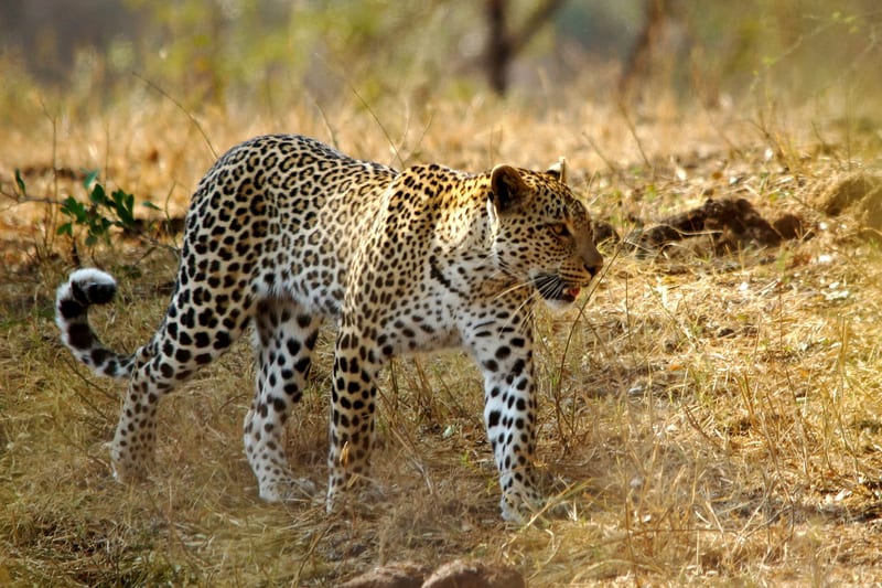 SouthAfrica-header-img__0009_10