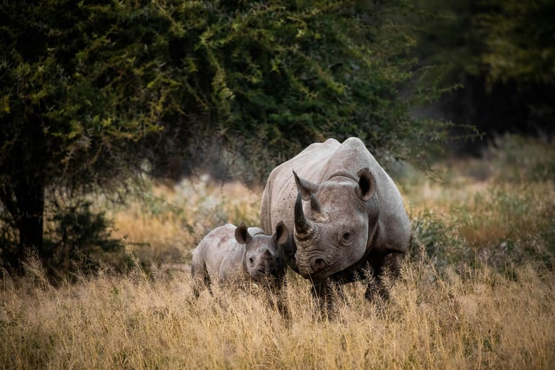 SouthAfrica-header-img__0010_11