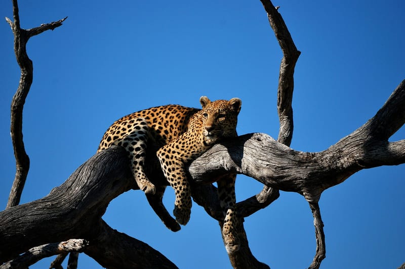 botwana-header-img_0008_09