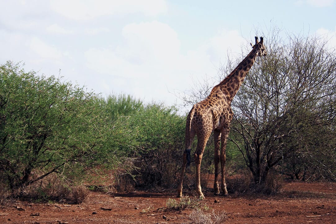 kenya-bestplaces-amboseli_0000_01