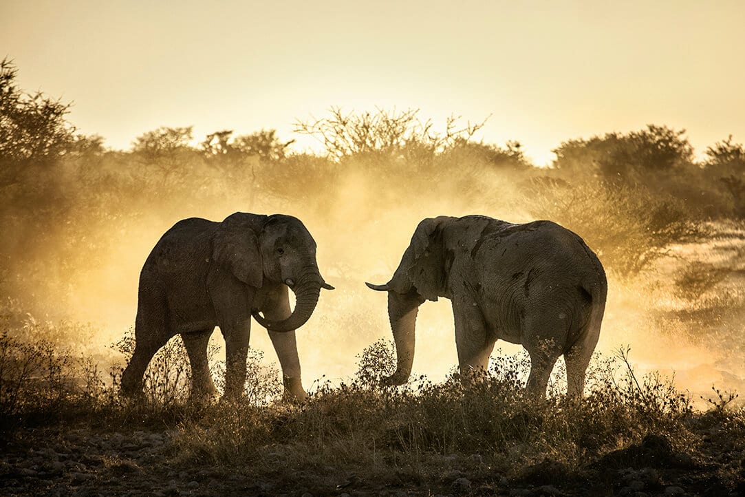 kenya-bestplaces-amboseli_0003_04