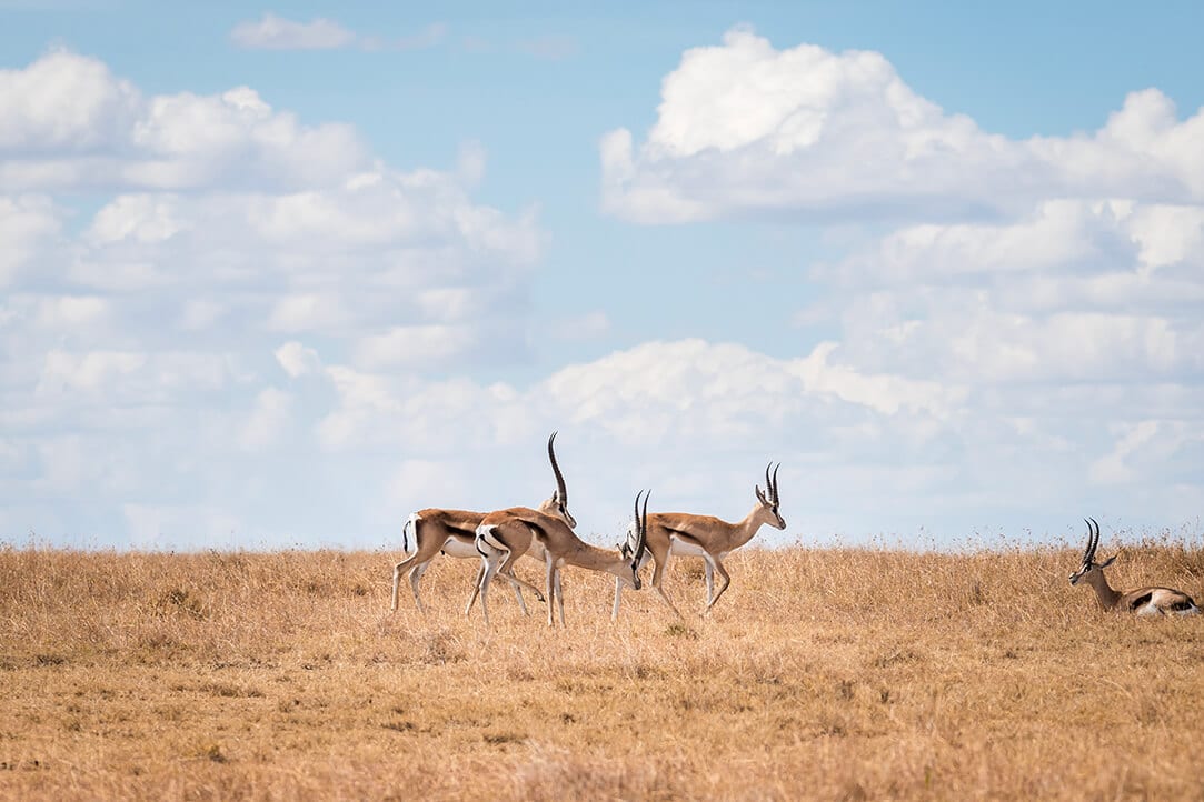 kenya-bestplaces-laikipia_0002_03