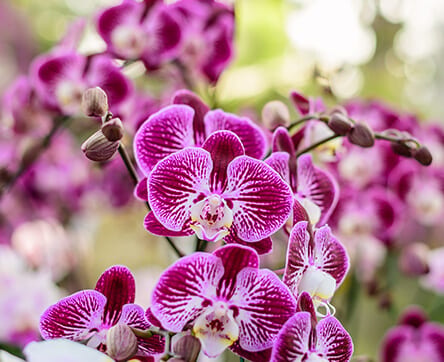 Kenya national orchid flower