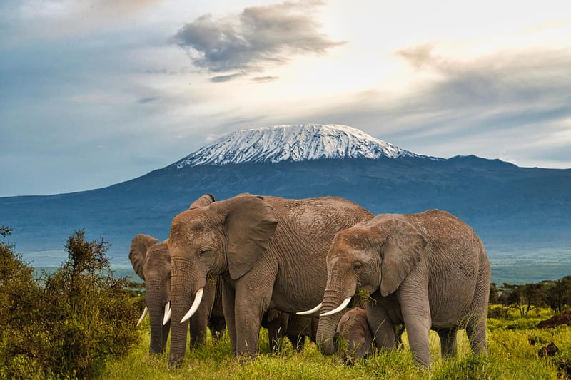 kenya-header-img_0002_03