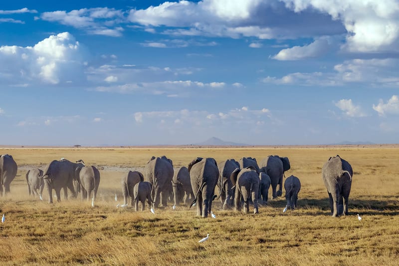 kenya-header-img_0005_06