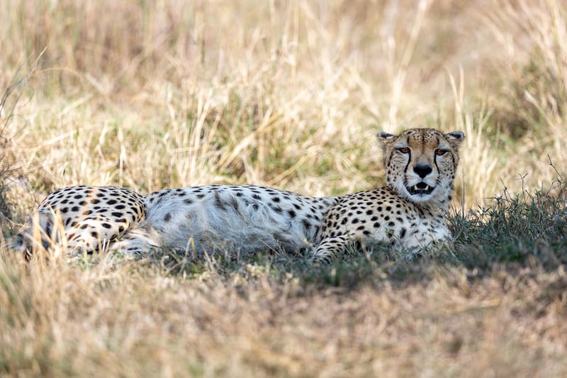 kenya-header-img_0006_07