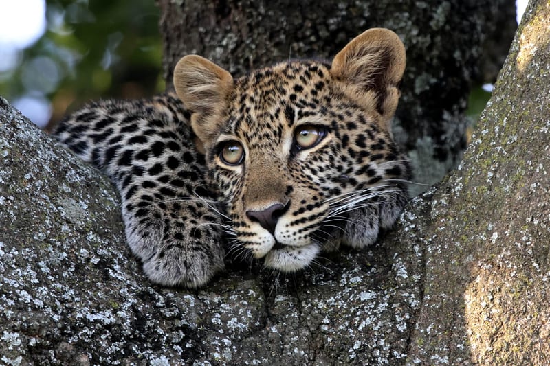 kenya-header-img_0008_09