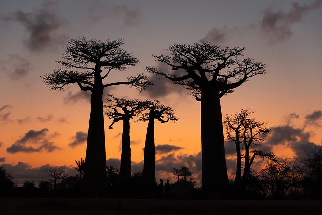 madagascar-bestplaces-baobabs_0000_01