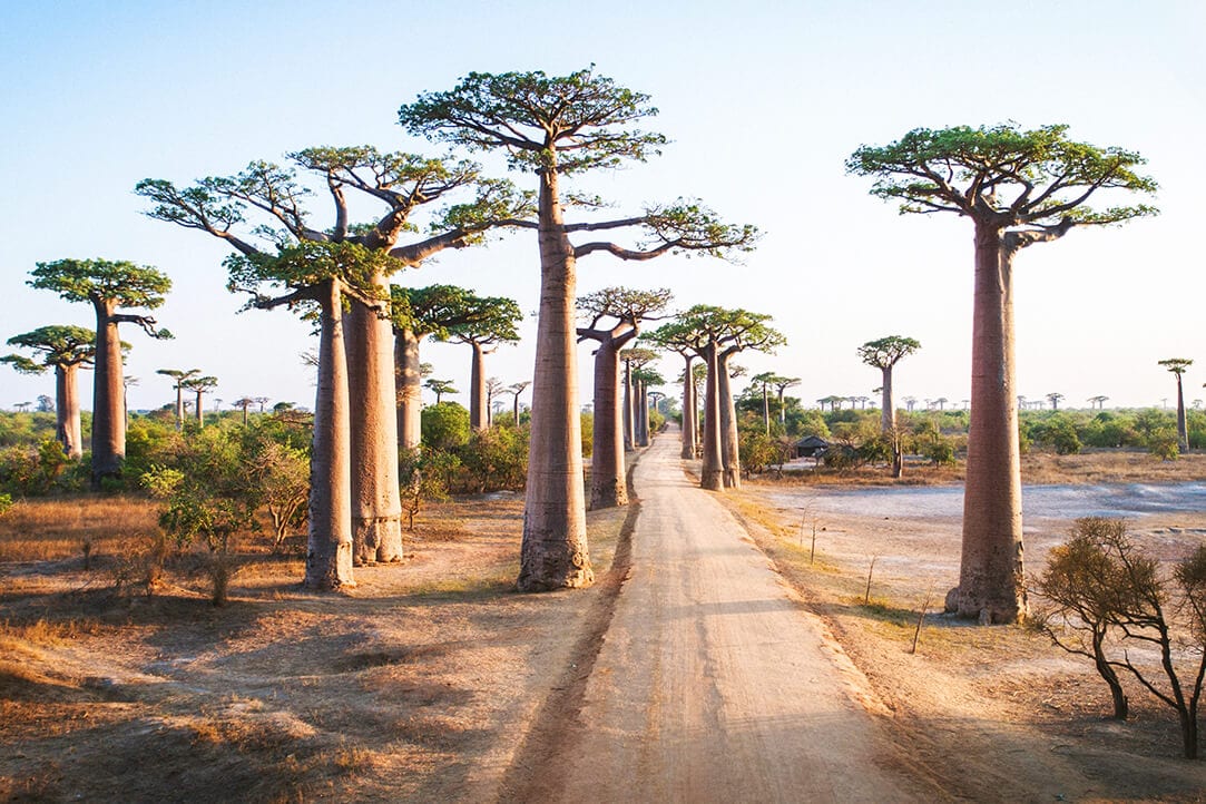 madagascar-bestplaces-baobabs_0001_02