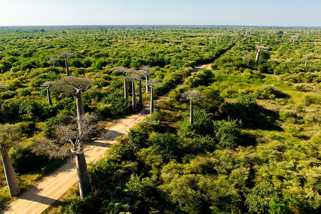 madagascar-bestplaces-baobabs_0002_03