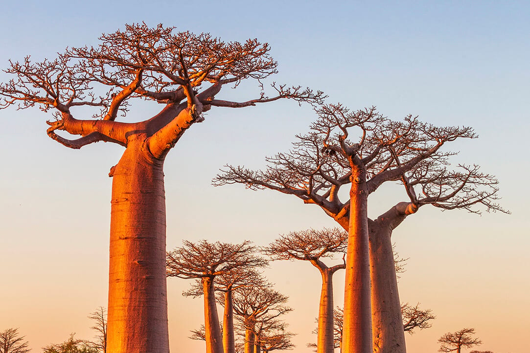 madagascar-bestplaces-baobabs_0003_04