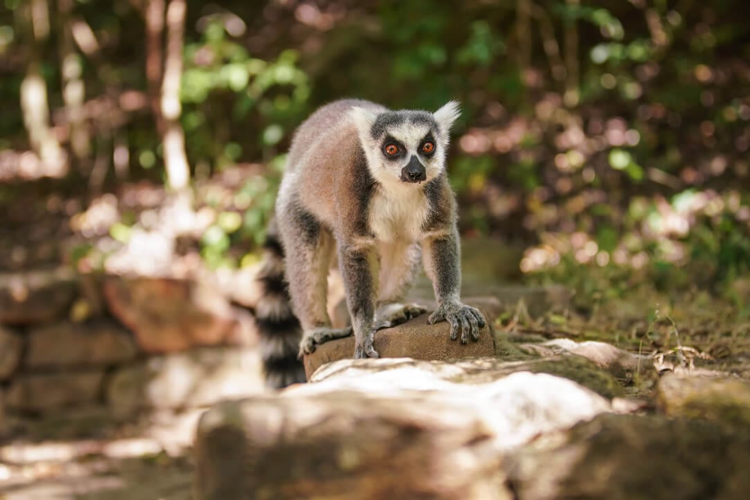 madagascar-bestplaces-isalo_0001_02