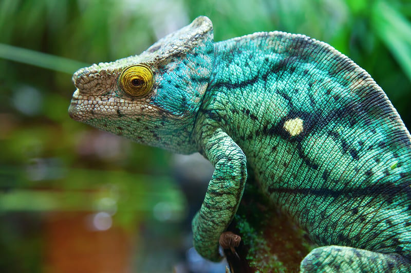 madagascar-bestplaces-isalo_0003_04