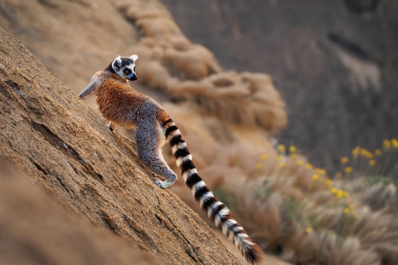 madagascar-header-img_0000_01