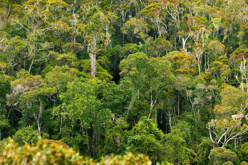 madagascar-header-img_0001_02
