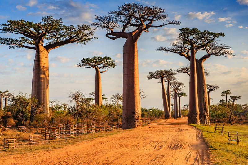 madagascar-header-img_0003_04