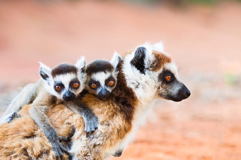 madagascar-header-img_0004_05