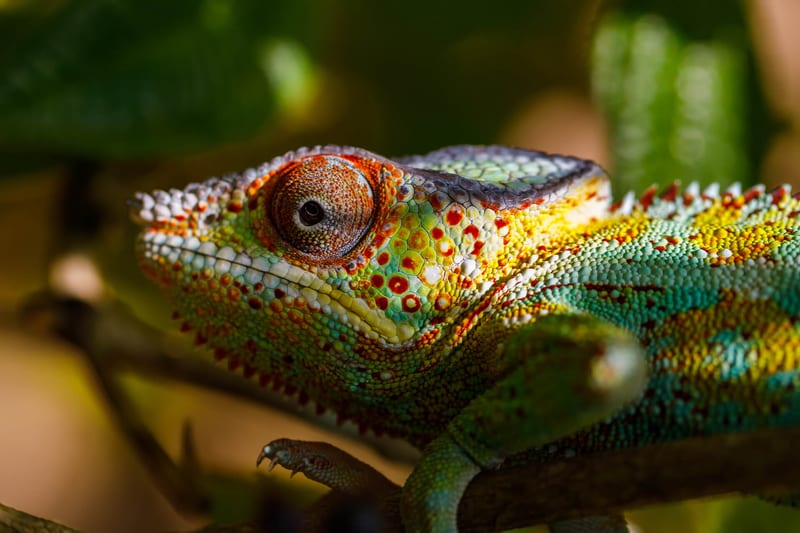 madagascar-header-img_0006_07