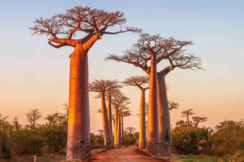 madagascar-header-img_0007_08
