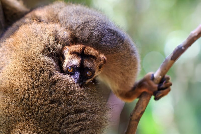 madagascar-header-img_0008_09