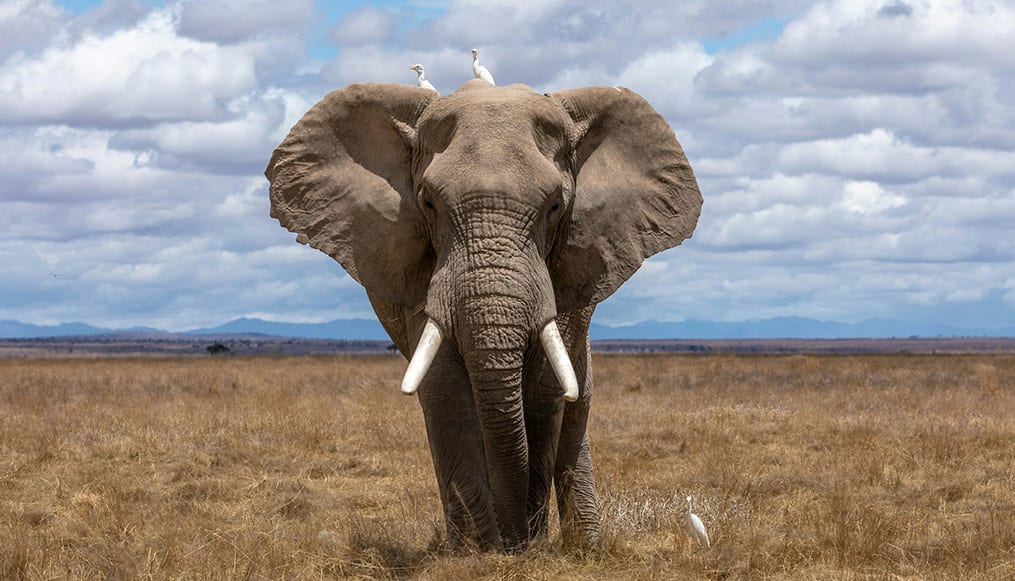 African elephant, Mozambique's national animal