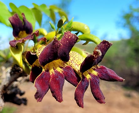 Maroon bell bean flower, Mozambique's national flower