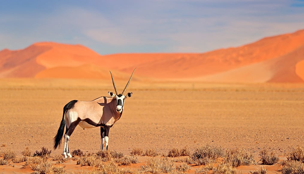 Oryx antelope with long straight horns