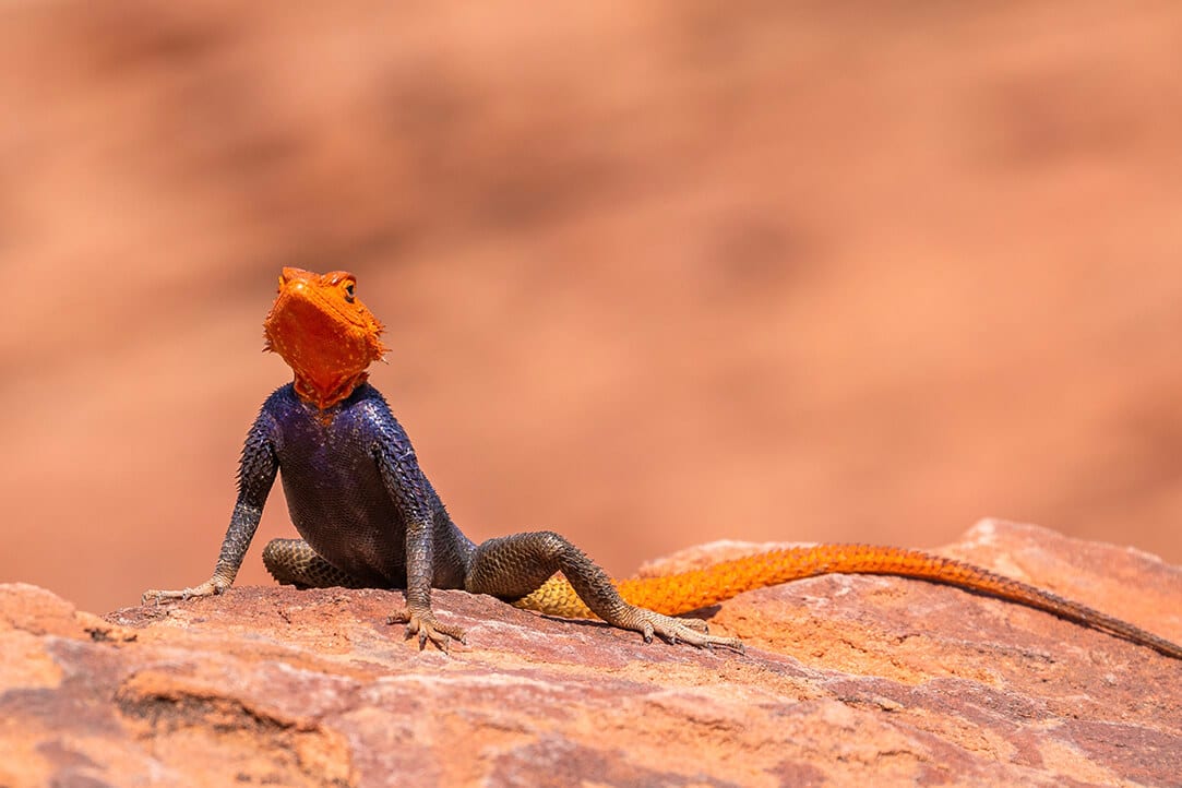 namibia-bestplaces-damaraland__0001_02