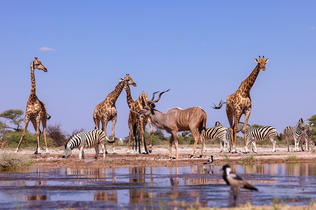 namibia-bestplaces-etosha__0001_02