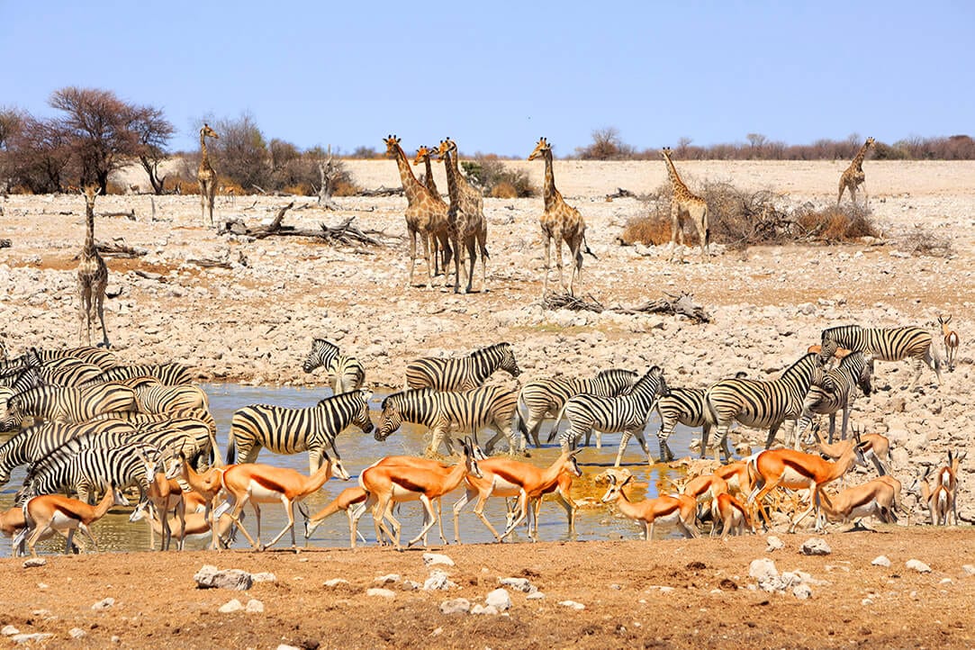 namibia-bestplaces-etosha__0004_05