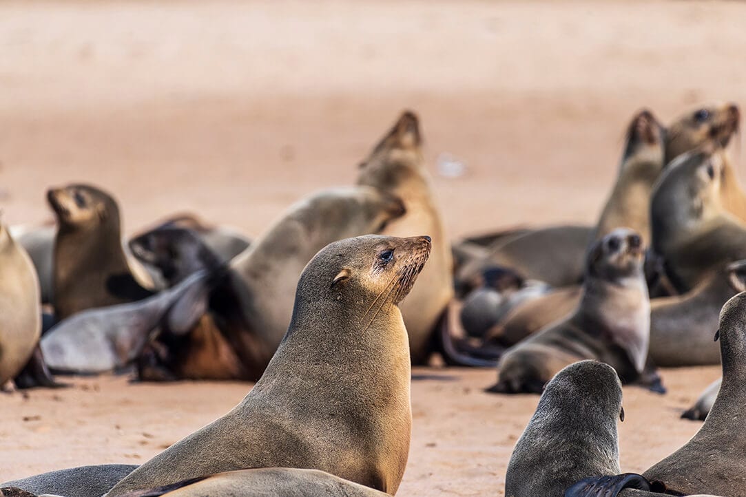 namibia-bestplaces-skeletoncoast__0000_01