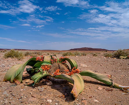 Welwitschia mirabilis desert plant