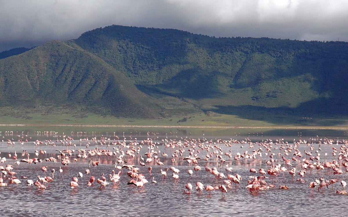 tanzania beyond crater lodge flmaingo