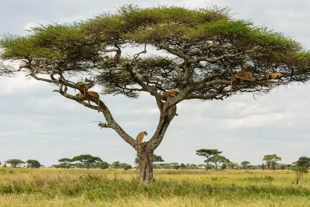 tanzania ngorongoro lodge safari