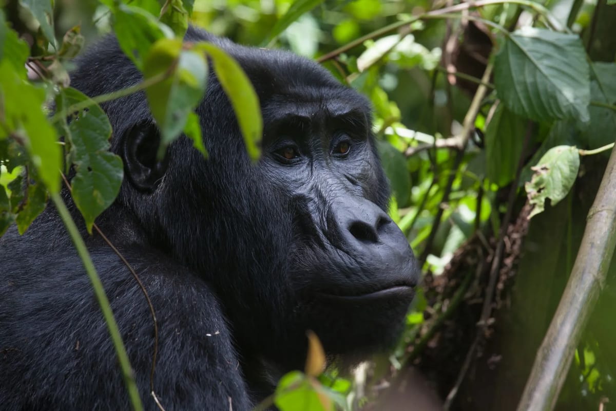 uganda clouds mountain gorilla lodge gorilla