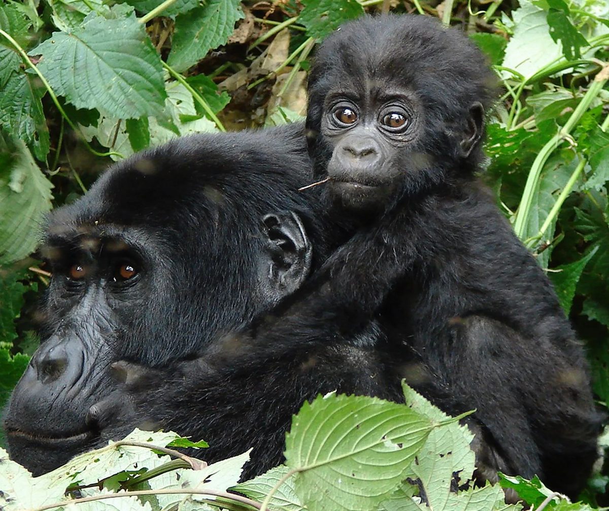 Baby Mountain Gorillas in Uganda