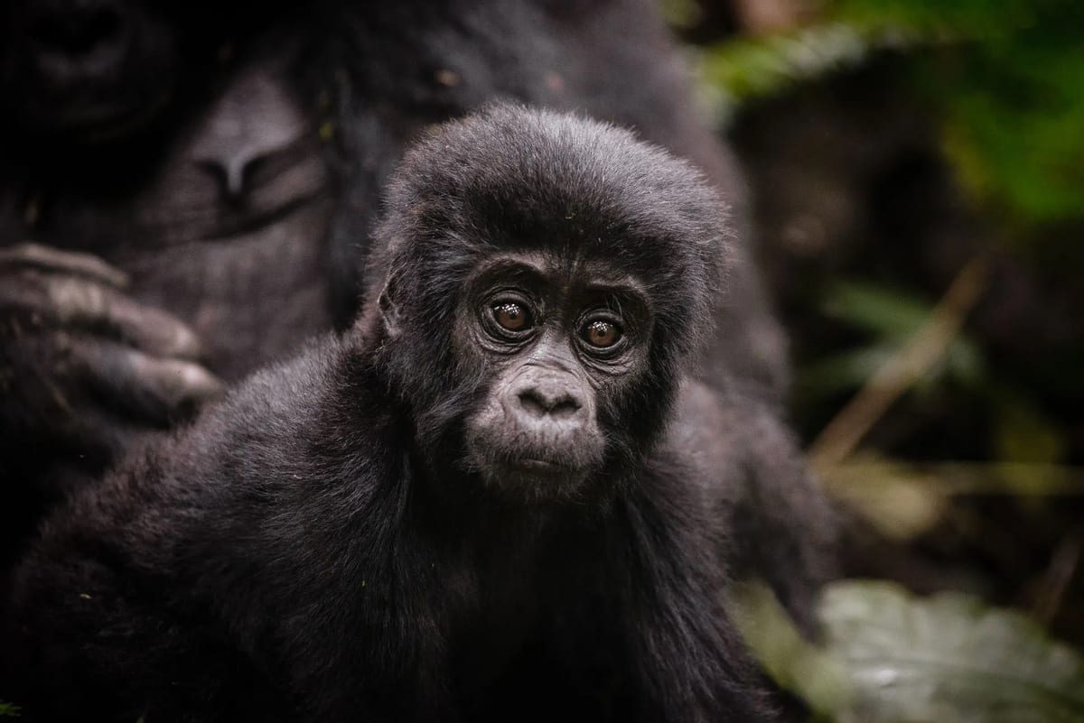 Baby Mountain Gorillas in Uganda springtime
