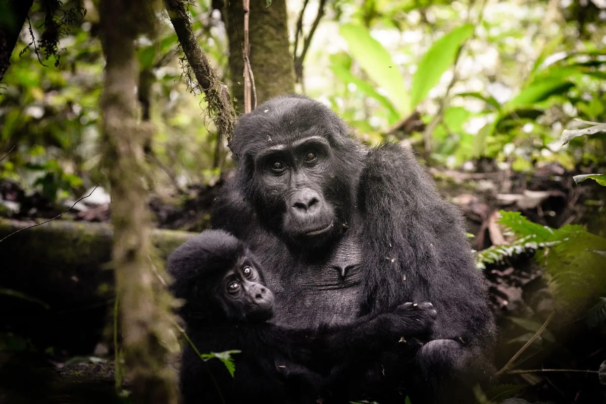 Baby Mountain Gorillas in Uganda trek