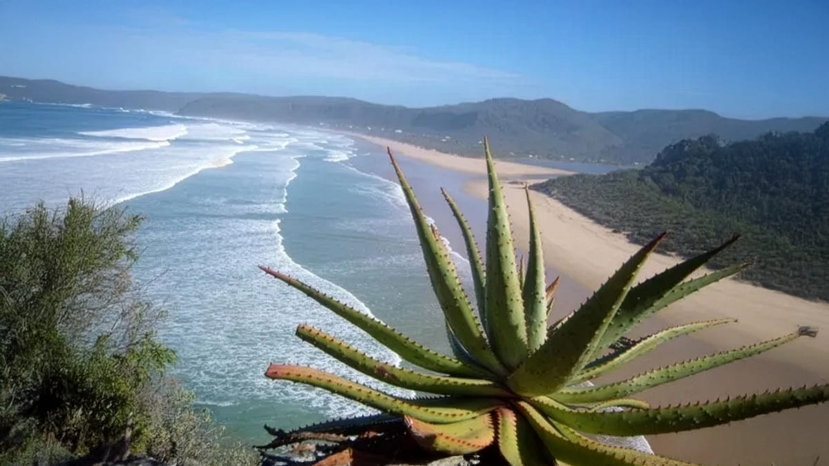 A large aloe plant grows on a cliffside, overlooking a vast ocean under a clear blue sky.