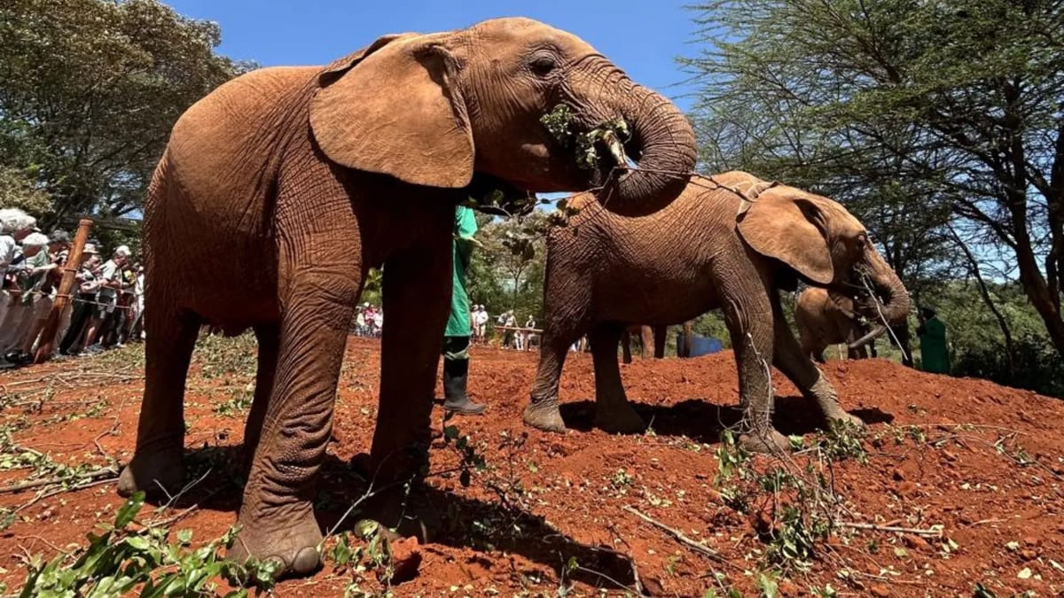 David Sheldrick Wildlife Trust